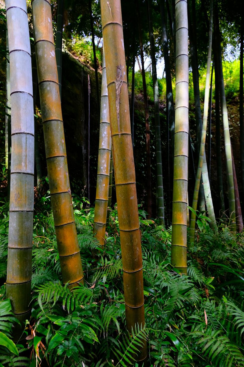 Renewable Materials